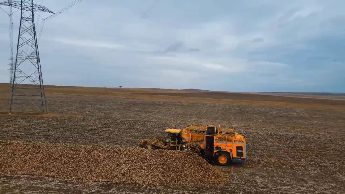 Tekirdağ'da şeker pancarı hasadı: Dekara 10 ton verim