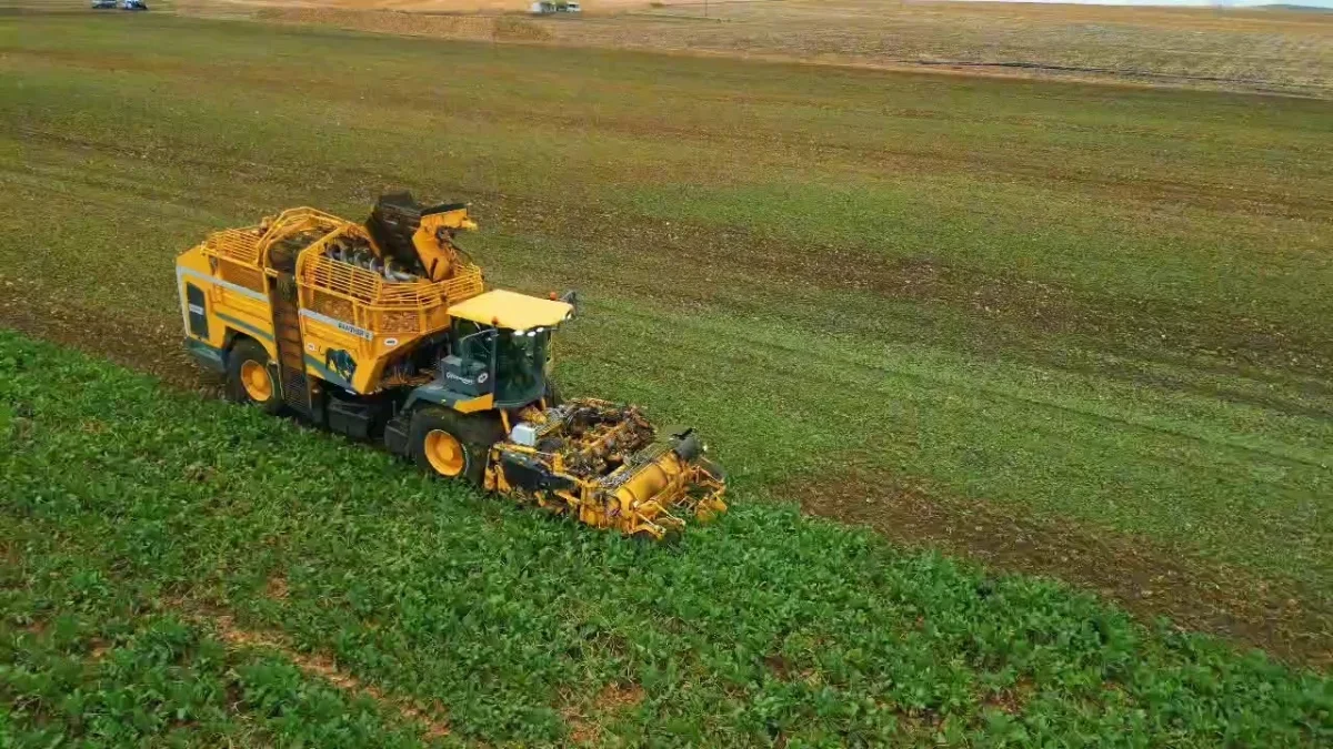 Tekirdağ'da şeker pancarı hasadı: Dekara 10 ton verim