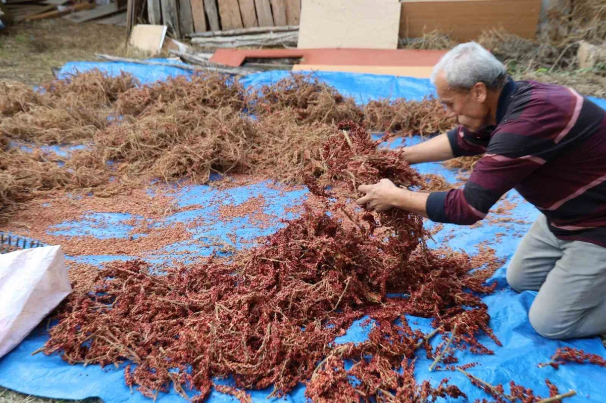 Saimbeyli sumağı 900 TL'ye alıcı buluyor: Hasat başladı