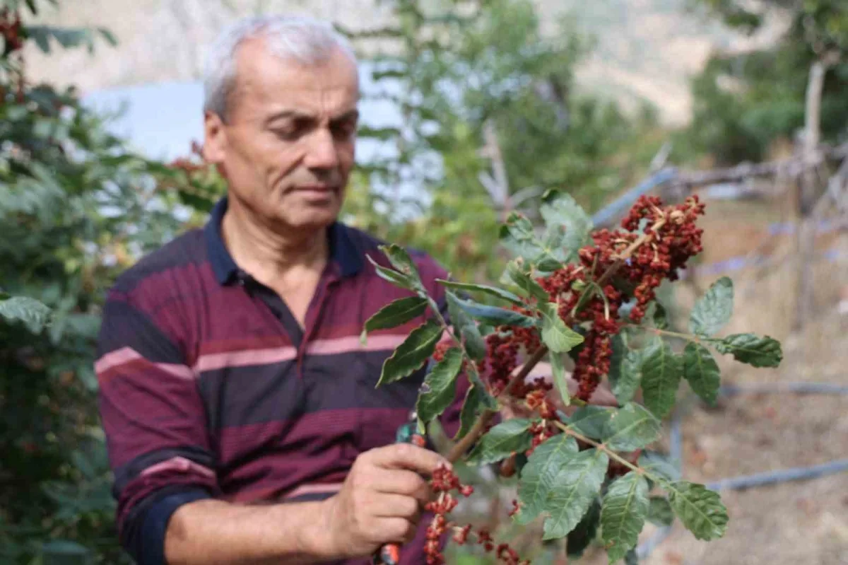 Saimbeyli sumağı 900 TL'ye alıcı buluyor: Hasat başladı