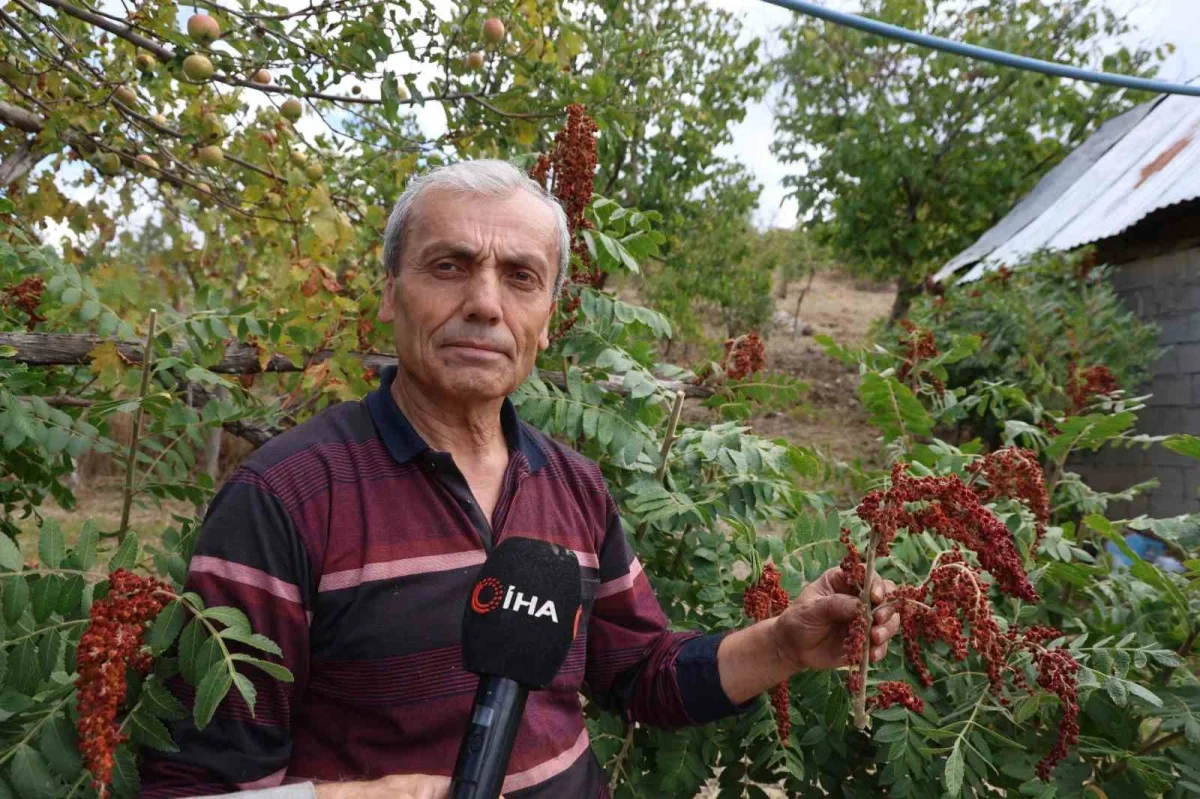 Saimbeyli sumağı 900 TL'ye alıcı buluyor: Hasat başladı
