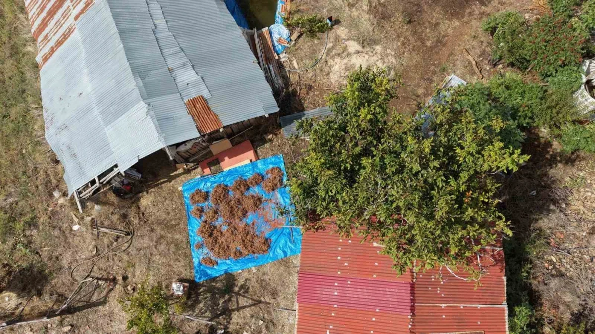 Saimbeyli sumağı 900 TL'ye alıcı buluyor: Hasat başladı