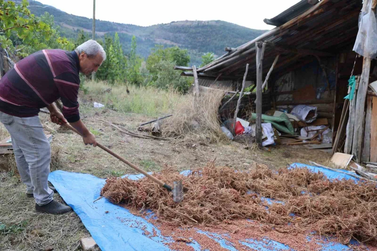 Saimbeyli sumağı 900 TL'ye alıcı buluyor: Hasat başladı