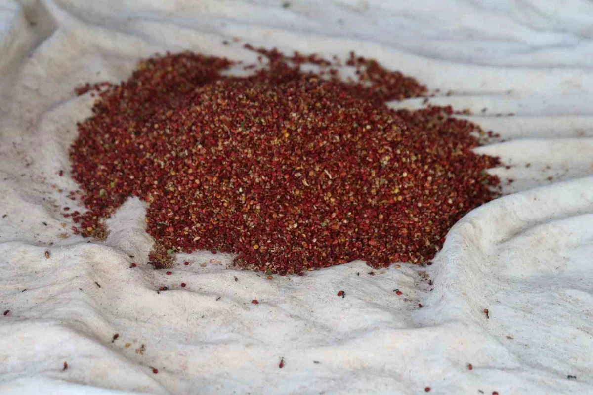 Saimbeyli sumağı 900 TL'ye alıcı buluyor: Hasat başladı