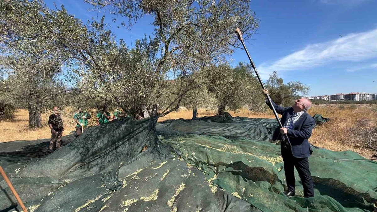 Edremit'te erken zeytin hasadında randıman 13,6 kilo