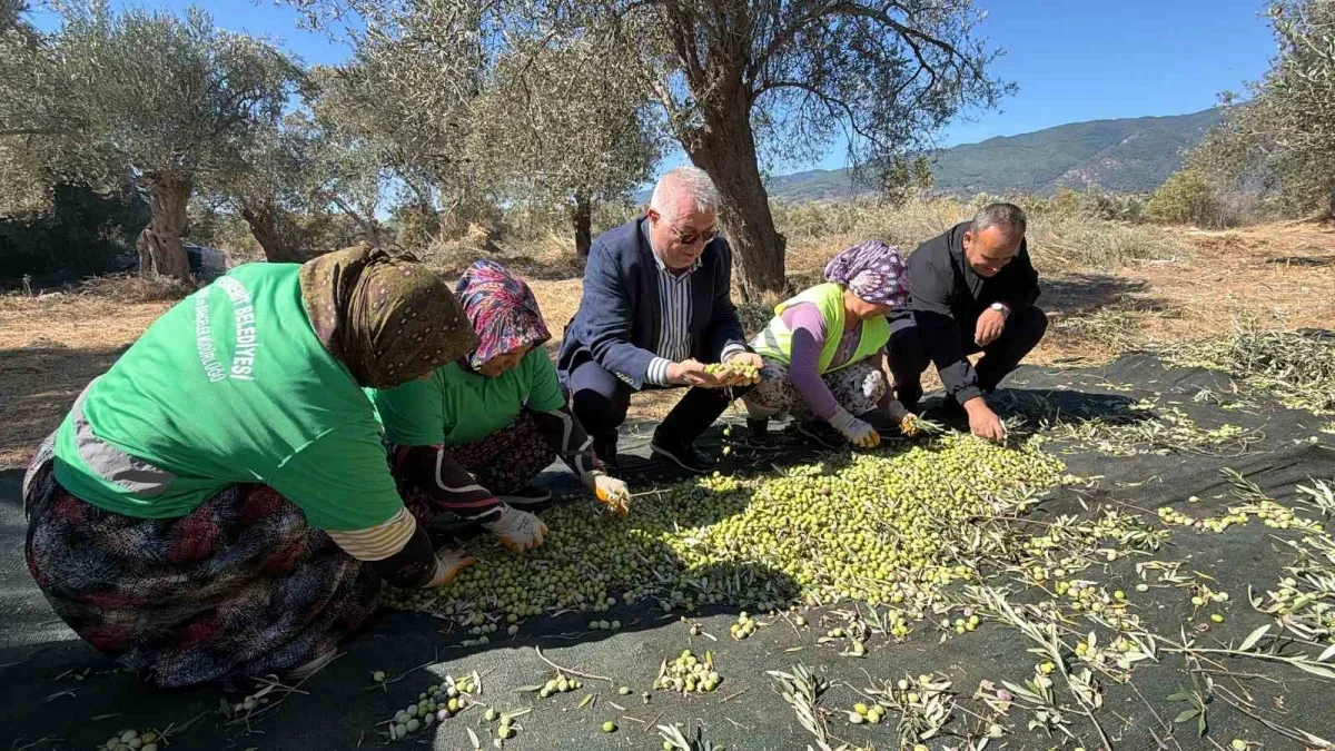 Edremit'te erken zeytin hasadında randıman 13,6 kilo