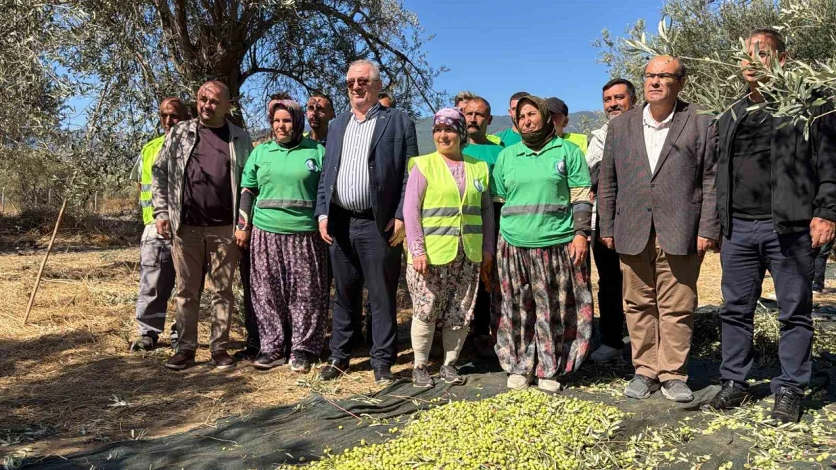 Edremit'te erken zeytin hasadında randıman 13,6 kilo