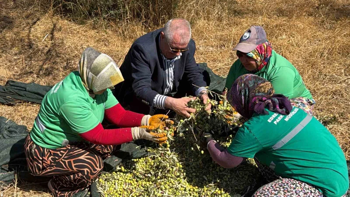 Edremit'te erken zeytin hasadında randıman 13,6 kilo