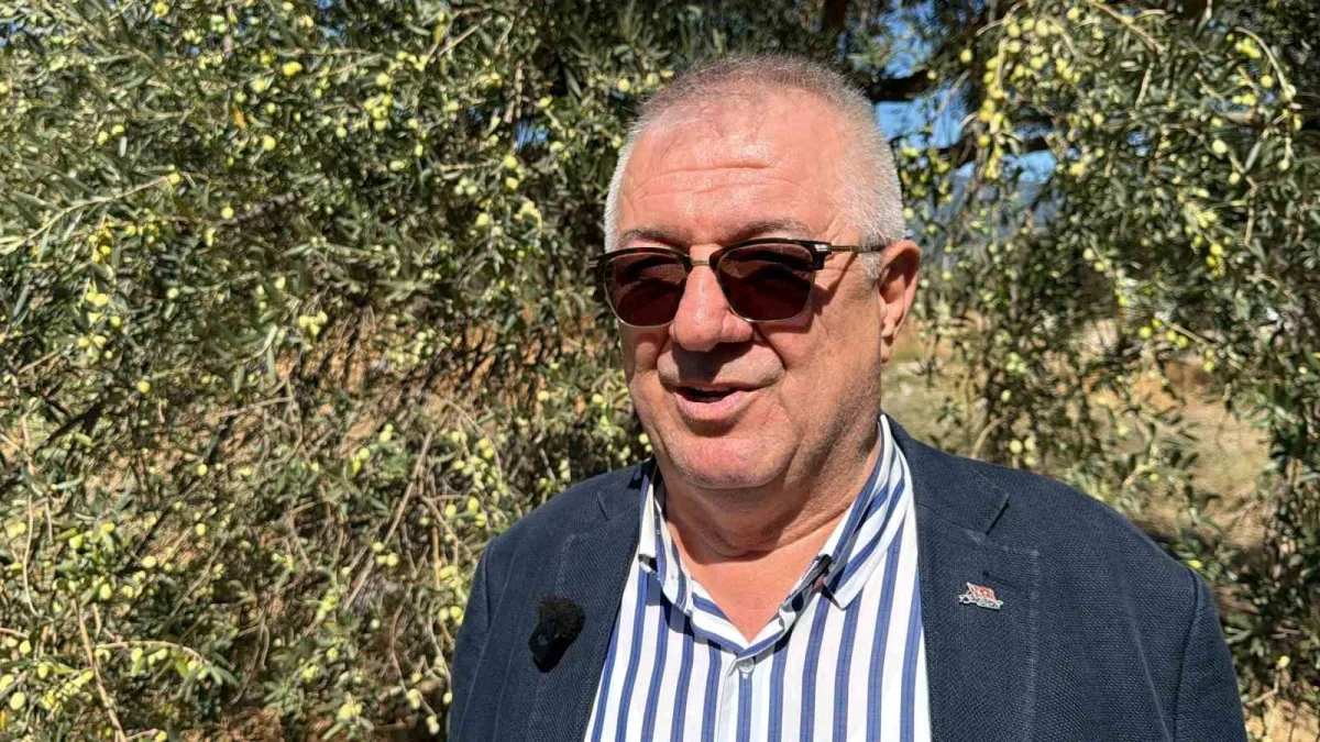Edremit'te erken zeytin hasadında randıman 13,6 kilo