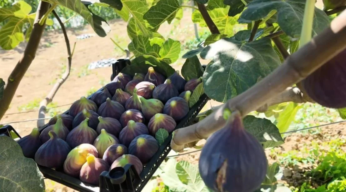 Şarköy'de ilekleme sonrası incir verimi arttı