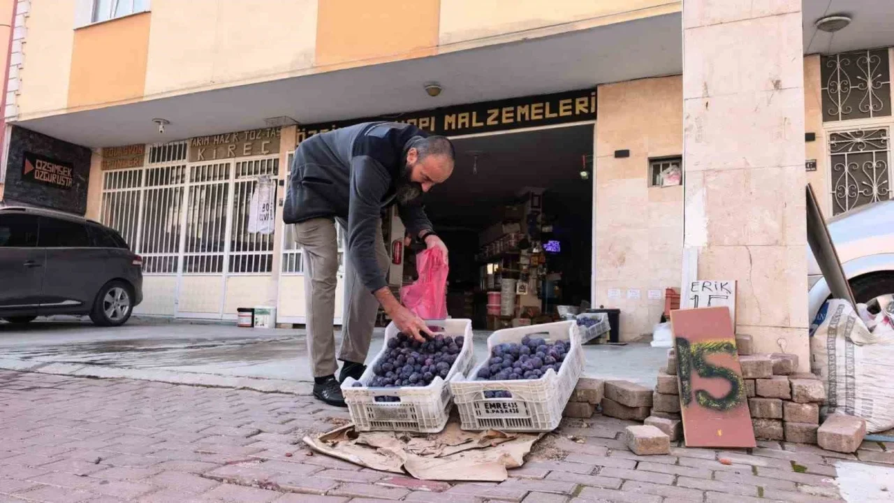 İnegöl'de 10 ton eriğin 5-6 tonu dökülmüş olabilir