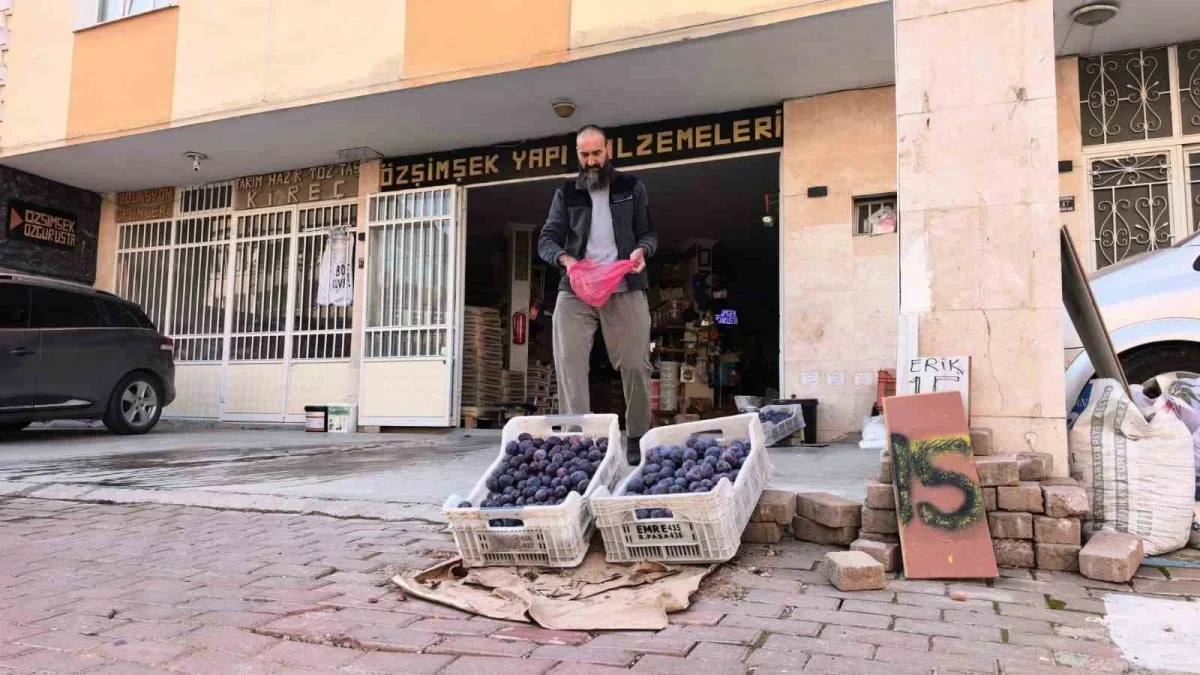 İnegöl'de 10 ton eriğin 5-6 tonu dökülmüş olabilir