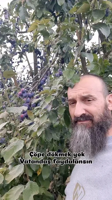 İnegöl'de 10 ton eriğin 5-6 tonu dökülmüş olabilir