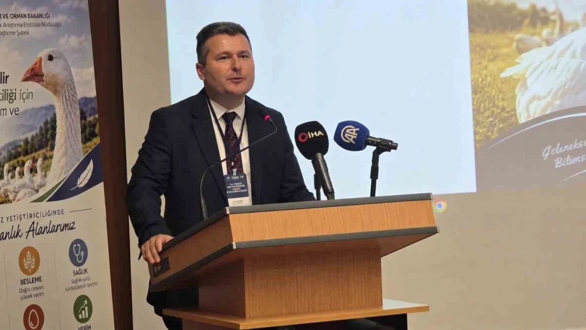 Türkiye kaz yetiştiriciliğinde dünyada 7'nci sırada