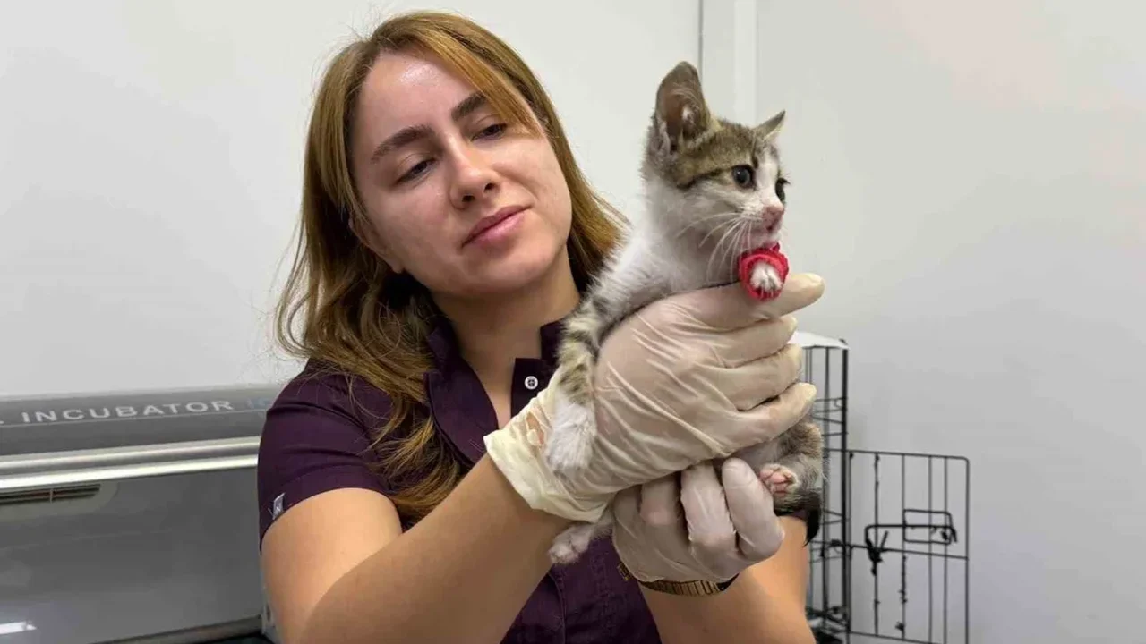 Bandırma'da yavru kedi yoğun bakımda tedavi görüyor