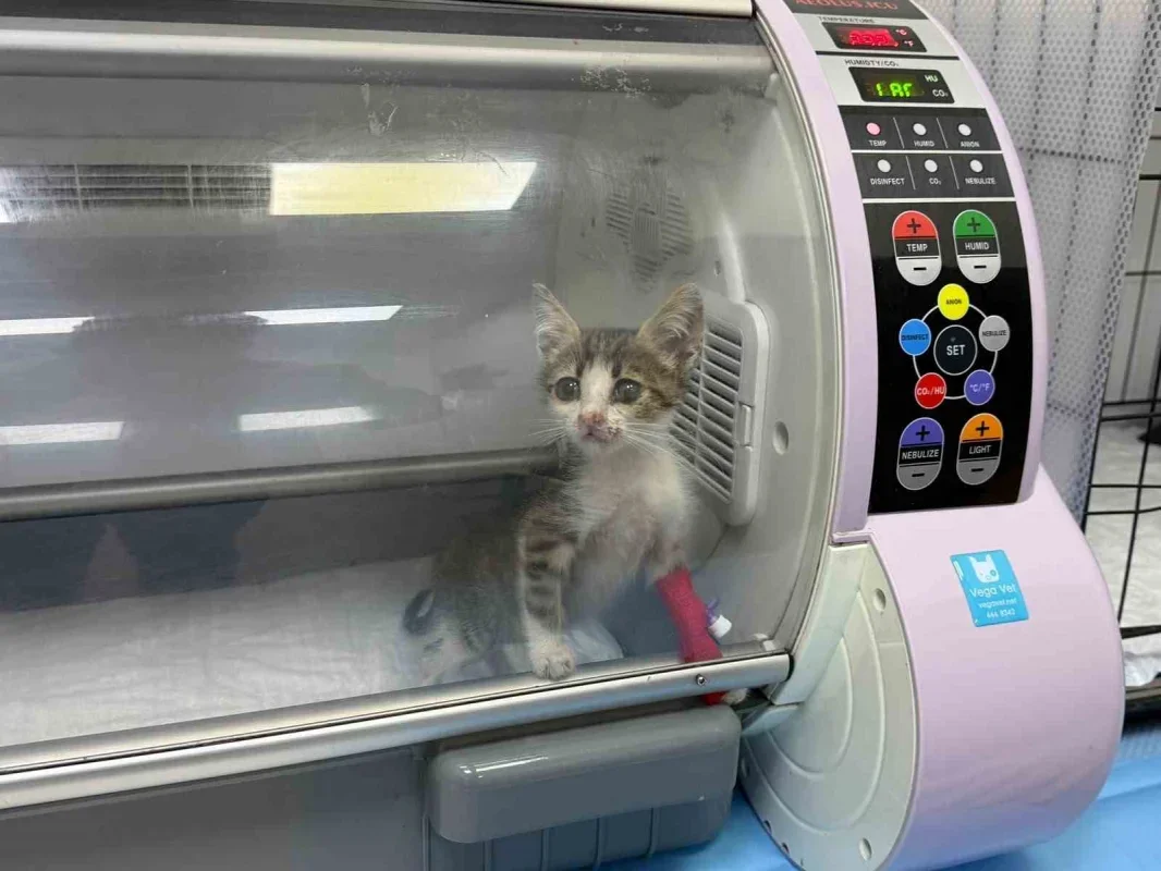 Bandırma'da yavru kedi yoğun bakımda tedavi görüyor