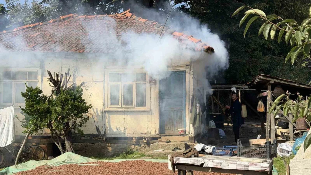 Ferizli'de kahverengi kokarca istilası büyüyor