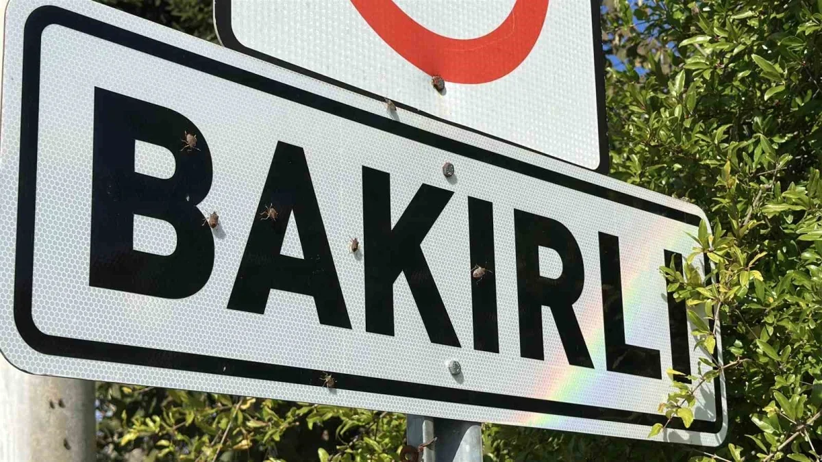 Ferizli'de kahverengi kokarca istilası büyüyor