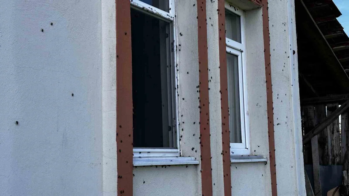 Ferizli'de kahverengi kokarca istilası büyüyor