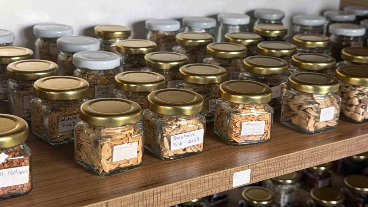 Edremit'te 137 çeşit ata tohumu geleceğe taşınıyor