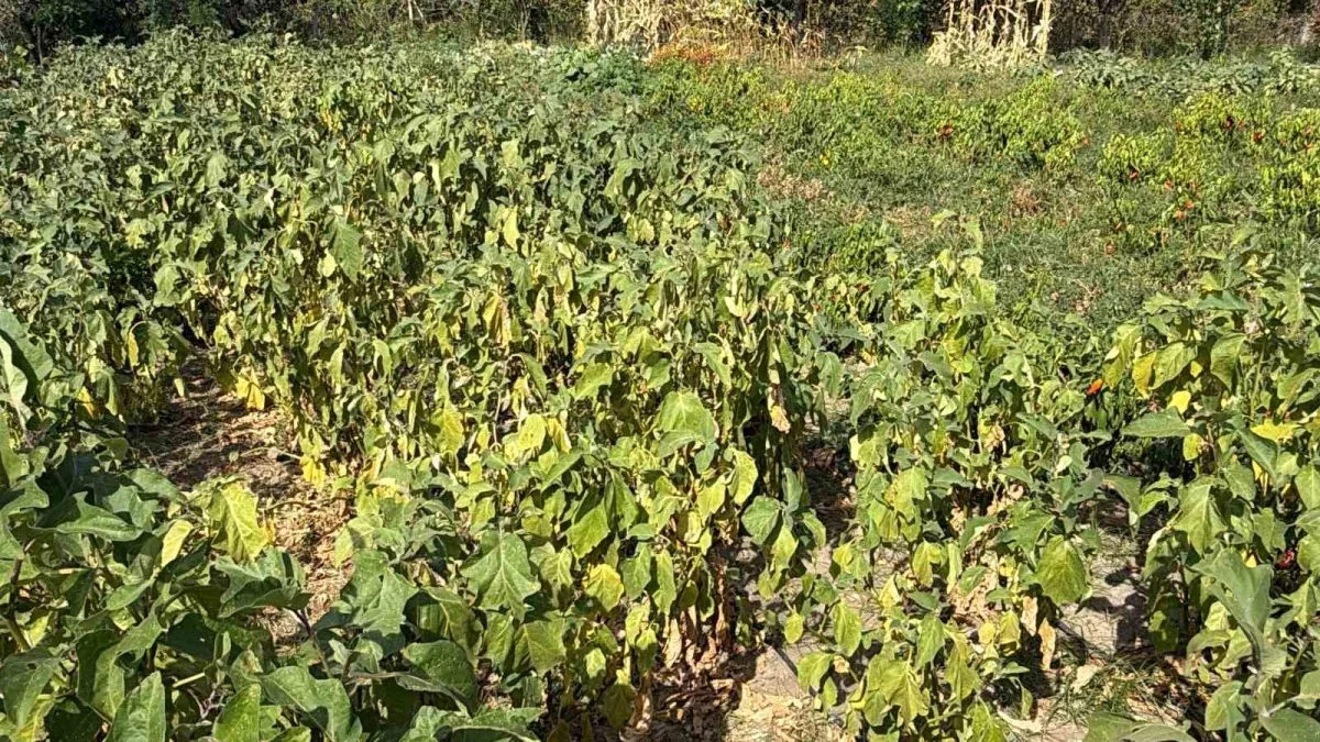 Edremit'te 137 çeşit ata tohumu geleceğe taşınıyor