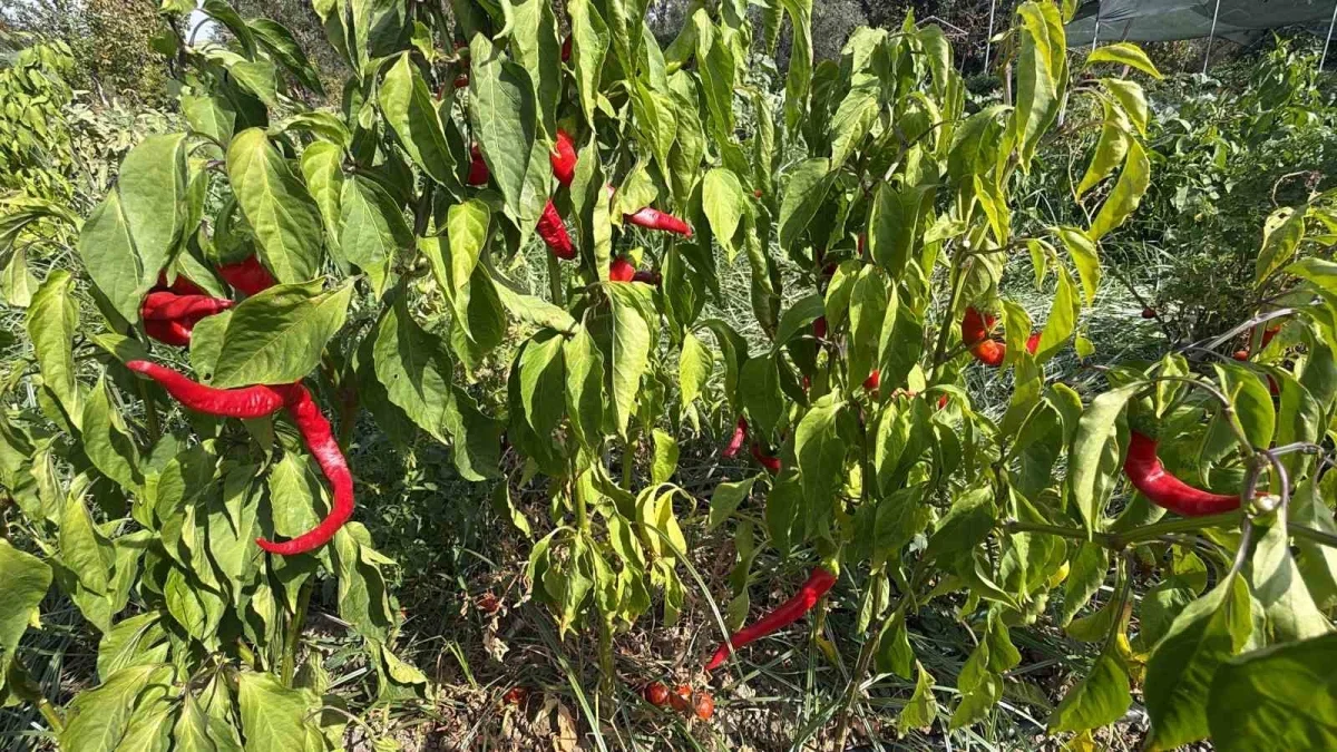 Edremit'te 137 çeşit ata tohumu geleceğe taşınıyor