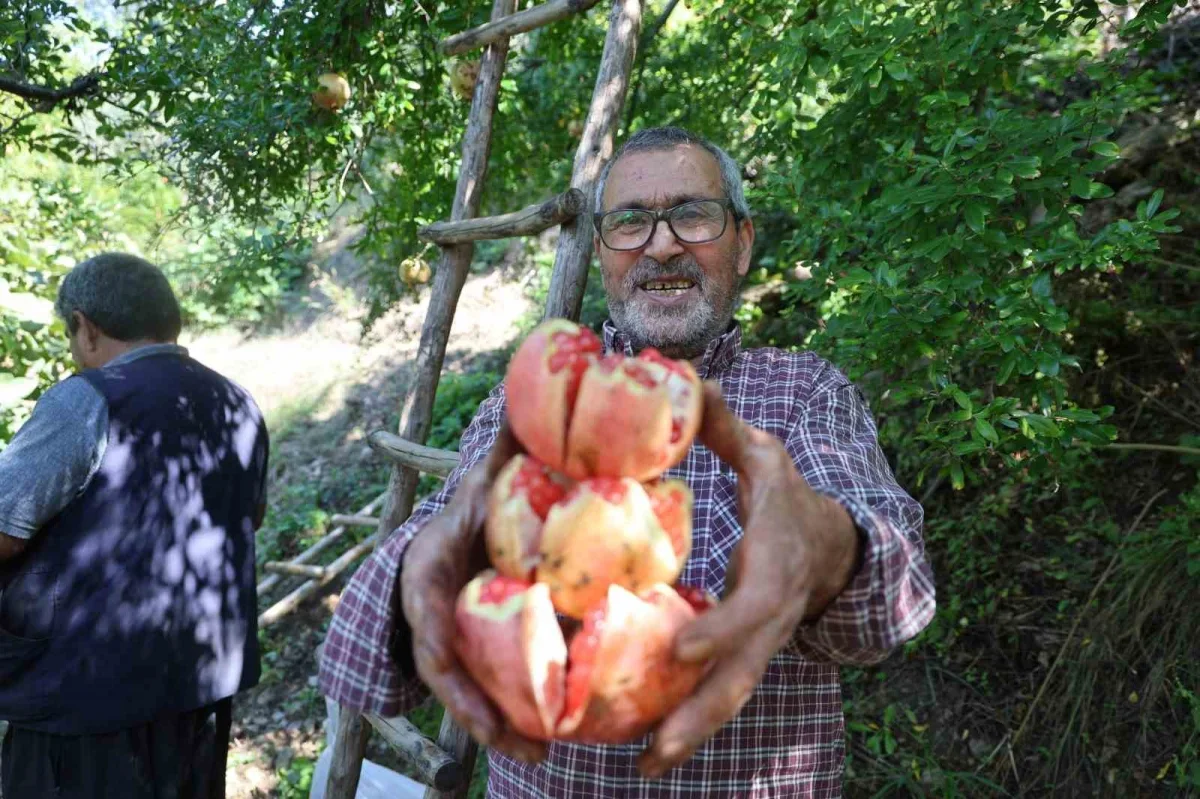 Kuytucak narında hasat başladı, 350 ton bekleniyor