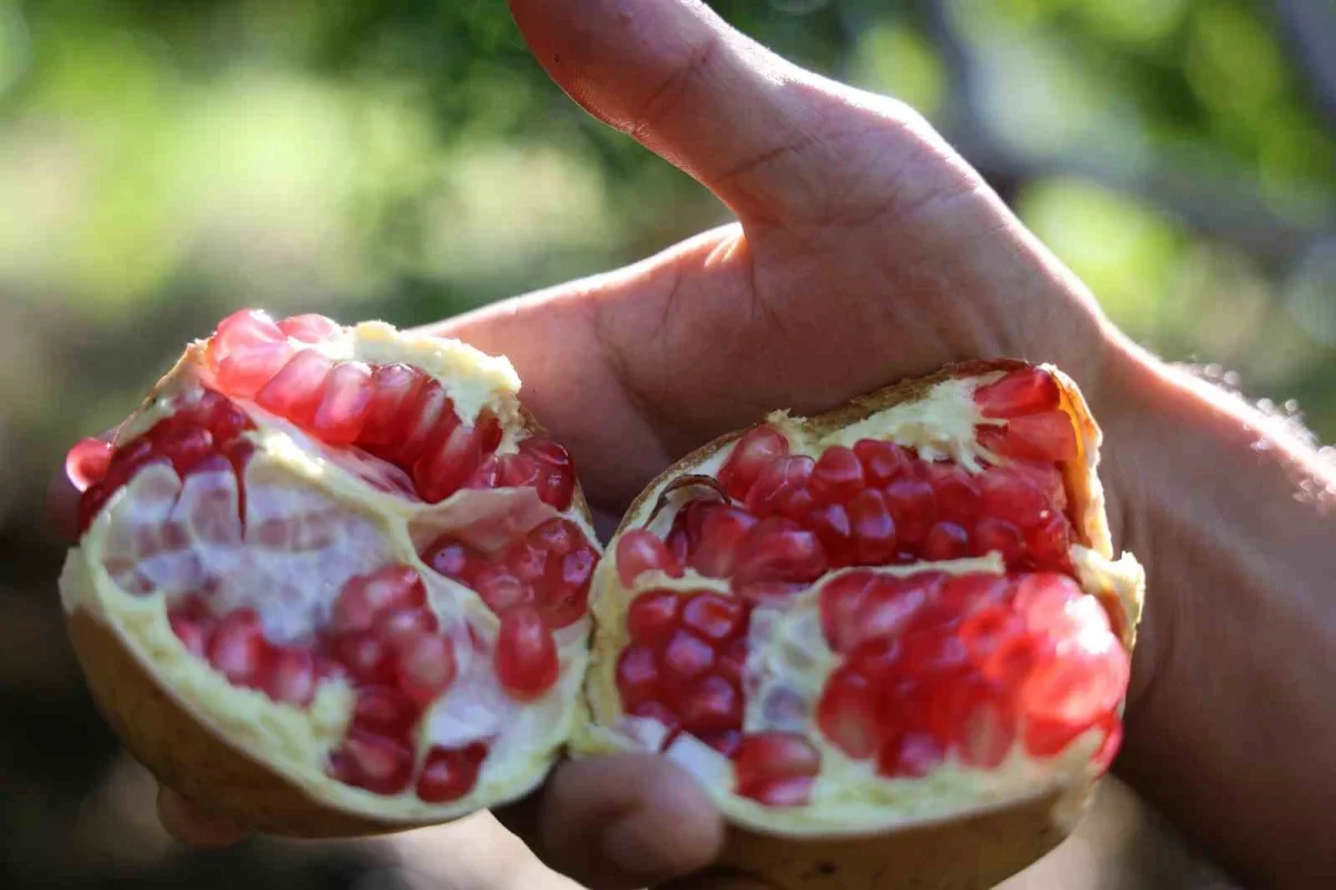 Kuytucak narında hasat başladı, 350 ton bekleniyor