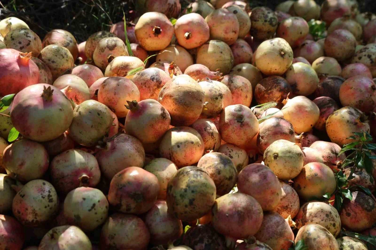 Kuytucak narında hasat başladı, 350 ton bekleniyor