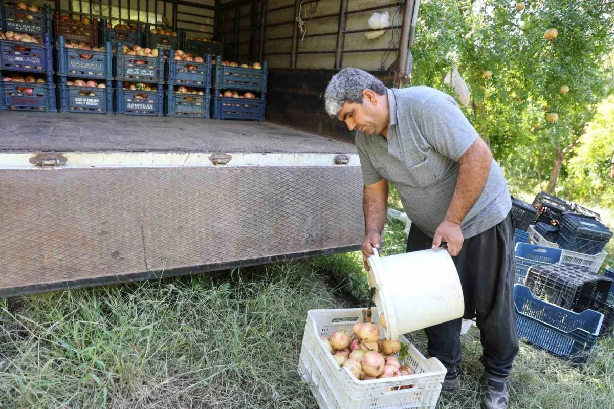 Kuytucak narında hasat başladı, 350 ton bekleniyor