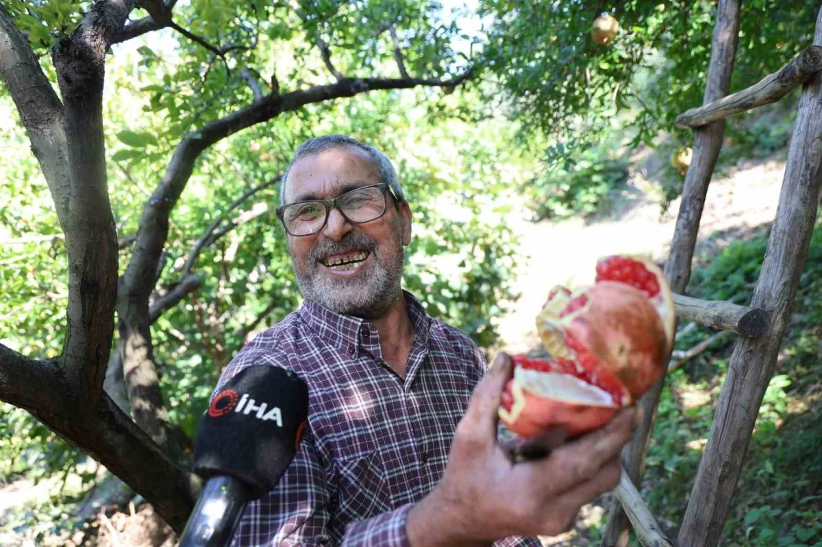 Kuytucak narında hasat başladı, 350 ton bekleniyor