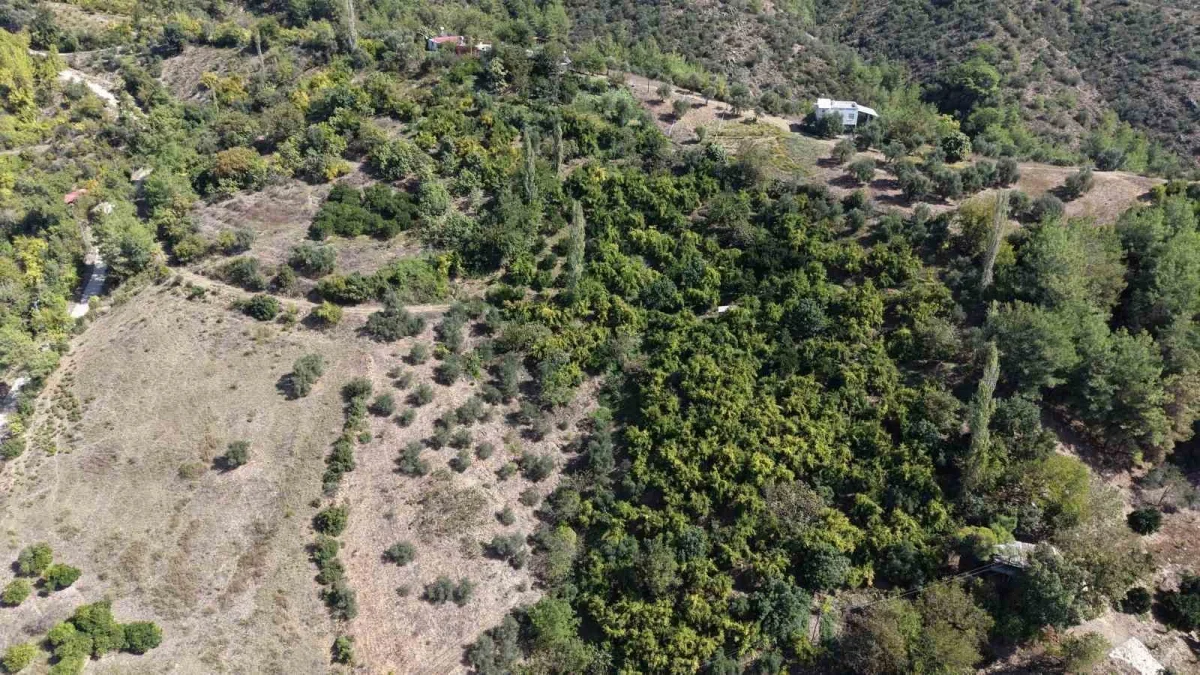 Kuytucak narında hasat başladı, 350 ton bekleniyor