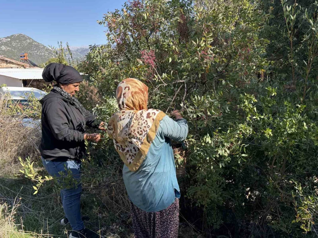 Akseki'de menengiç 300, yağı bin 200 liradan satılıyor