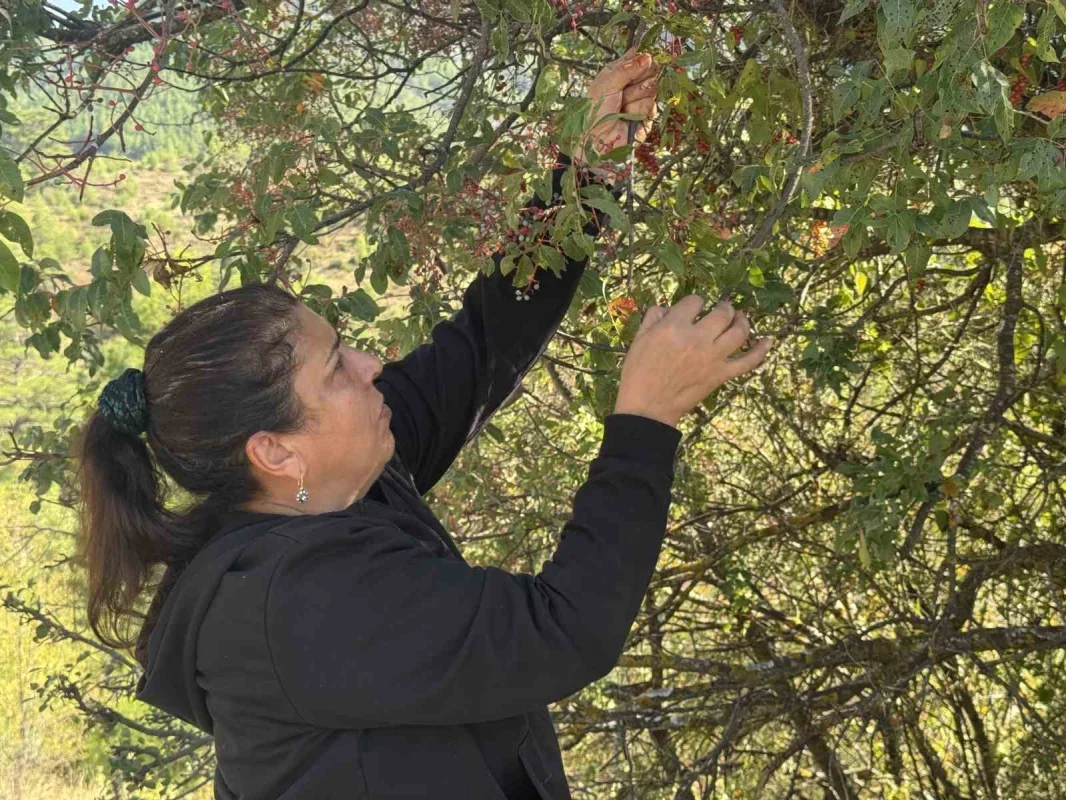 Akseki'de menengiç 300, yağı bin 200 liradan satılıyor