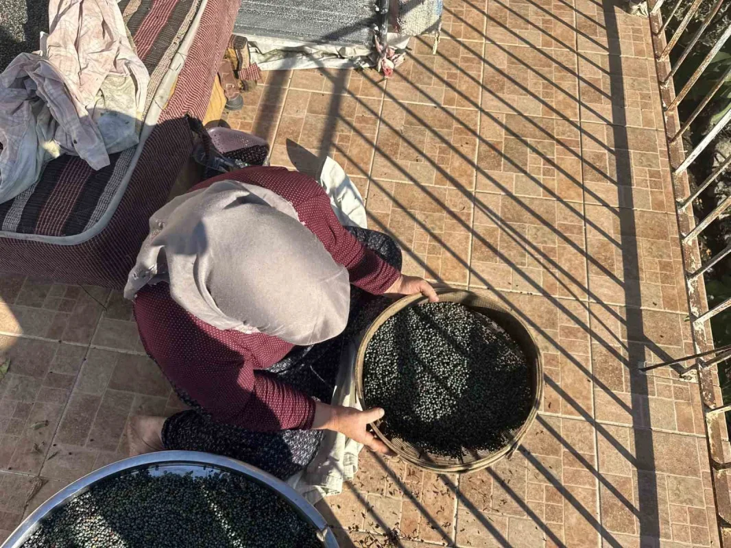 Akseki'de menengiç 300, yağı bin 200 liradan satılıyor