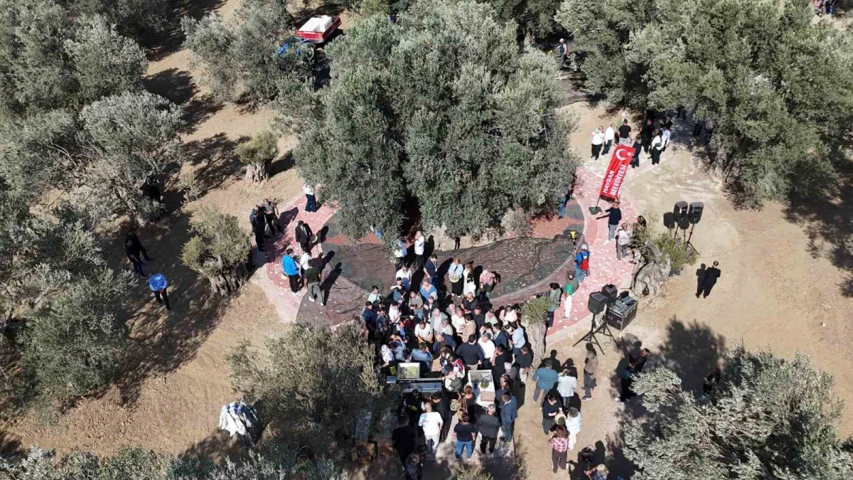 Havran'da bin yıllık zeytin ağacından hasat yapıldı