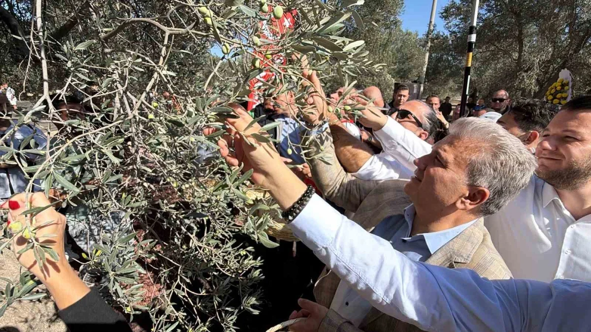 Havran'da bin yıllık zeytin ağacından hasat yapıldı