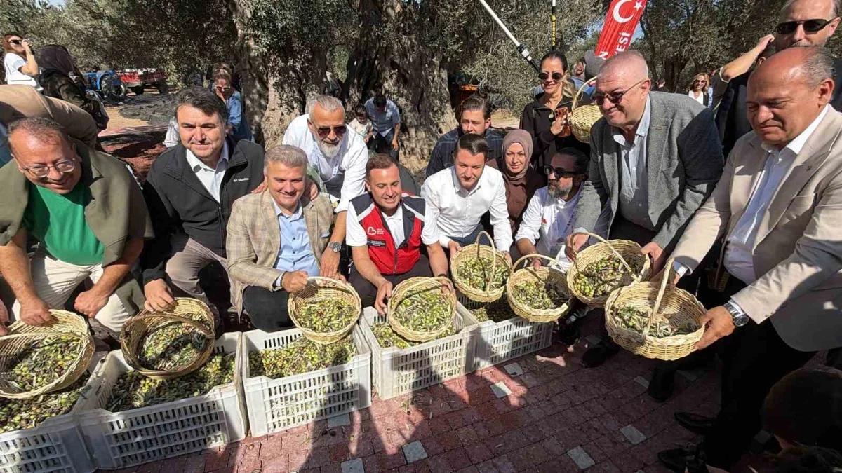 Havran'da bin yıllık zeytin ağacından hasat yapıldı