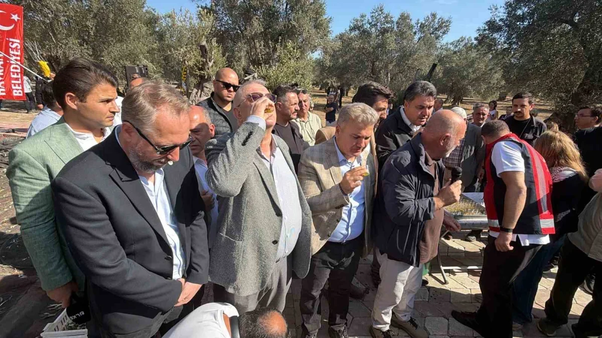 Havran'da bin yıllık zeytin ağacından hasat yapıldı
