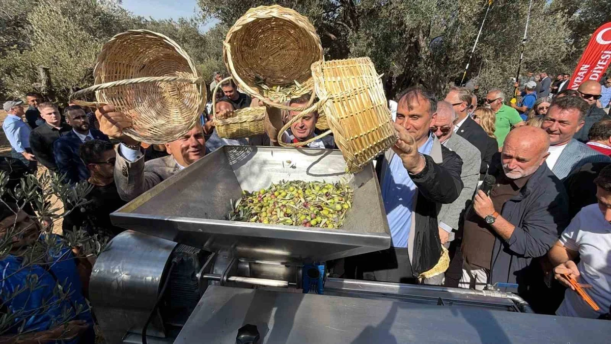 Havran'da bin yıllık zeytin ağacından hasat yapıldı