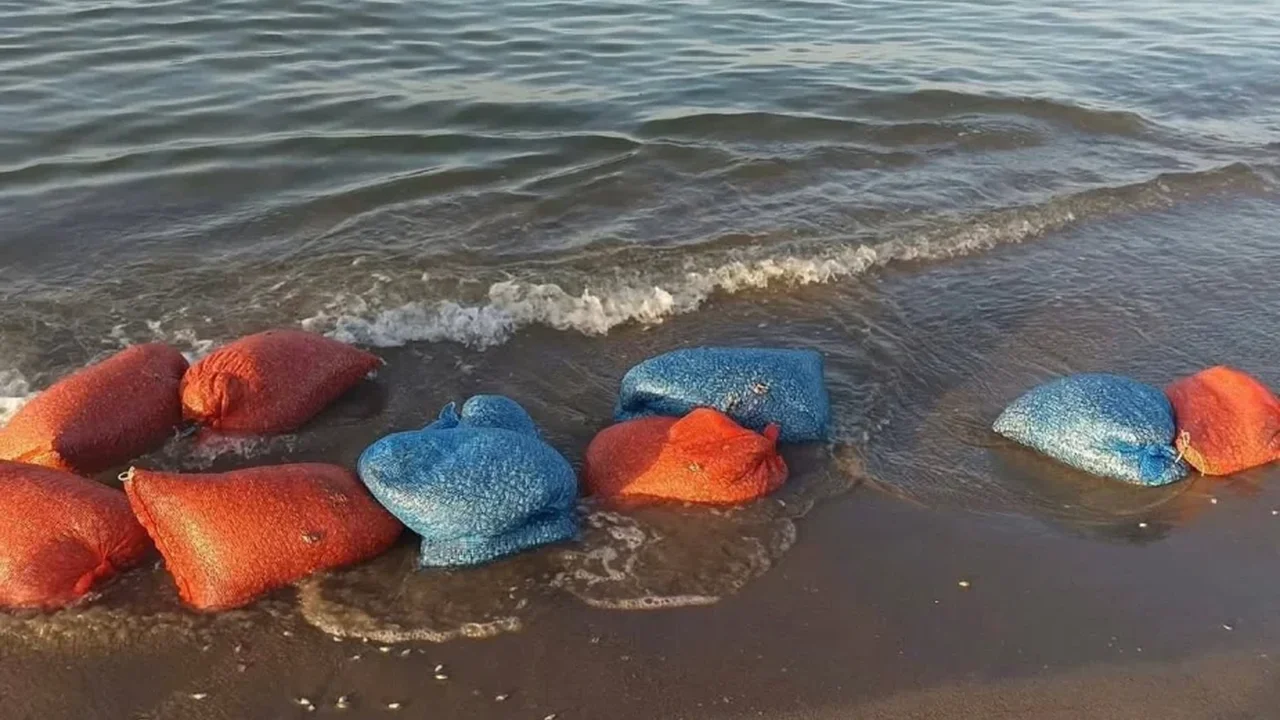 Mudanya'da 900 kilo yasa dışı kum şırlanı ele geçirildi