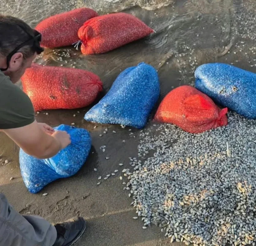 Mudanya'da 900 kilo yasa dışı kum şırlanı ele geçirildi