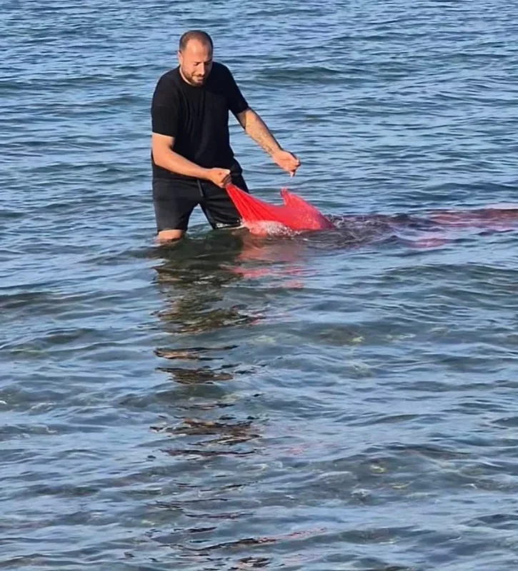 Mudanya'da 900 kilo yasa dışı kum şırlanı ele geçirildi