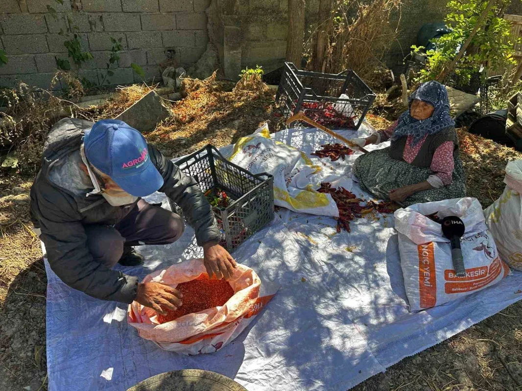 Karacabey'de 90 yaşındaki anne acı biber ayıklıyor