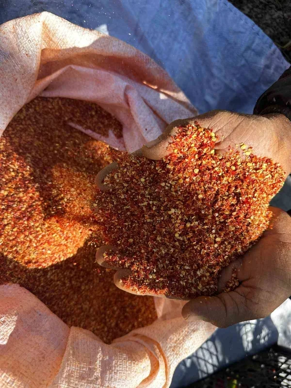 Karacabey'de 90 yaşındaki anne acı biber ayıklıyor
