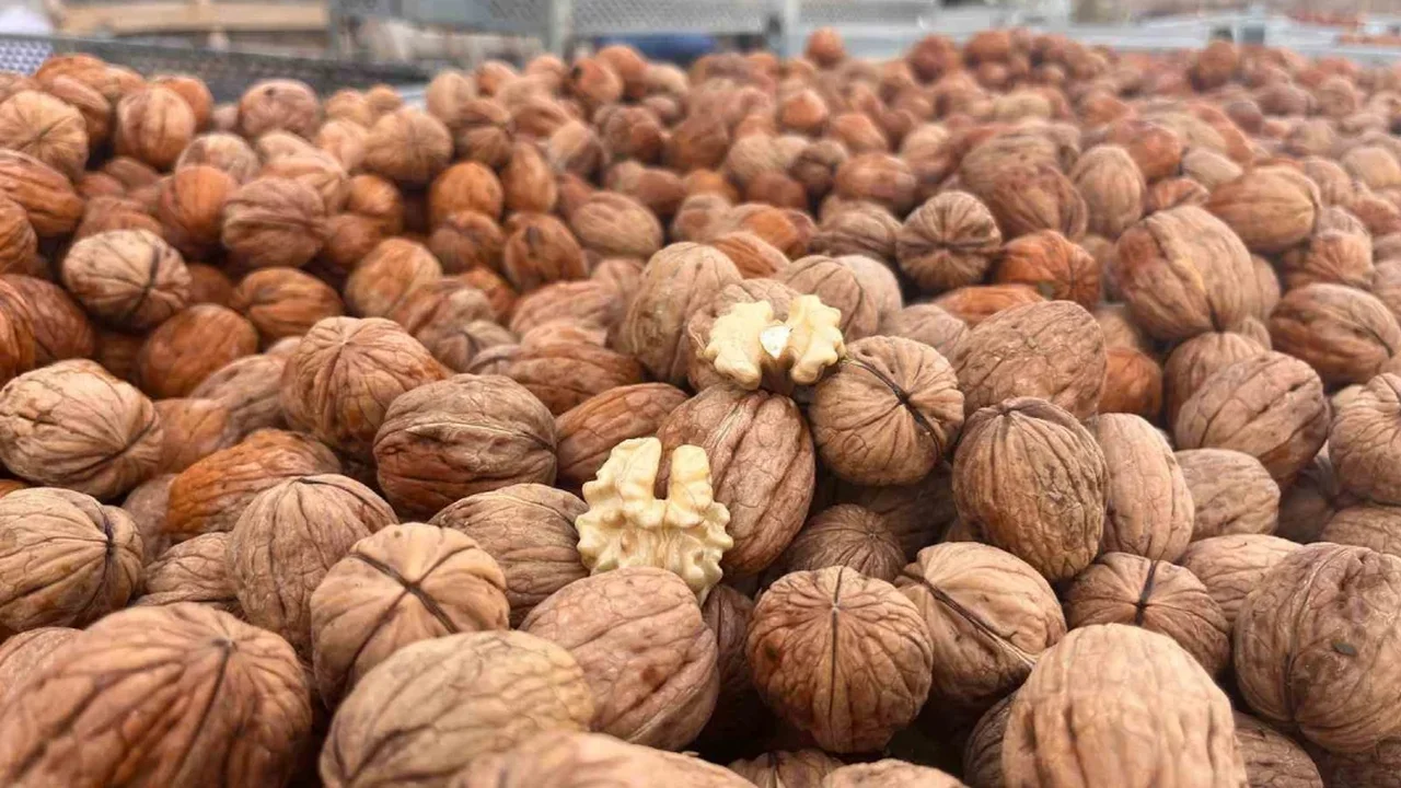 Hayrabolu'da ceviz hasadı başladı, 200 ton hedefi