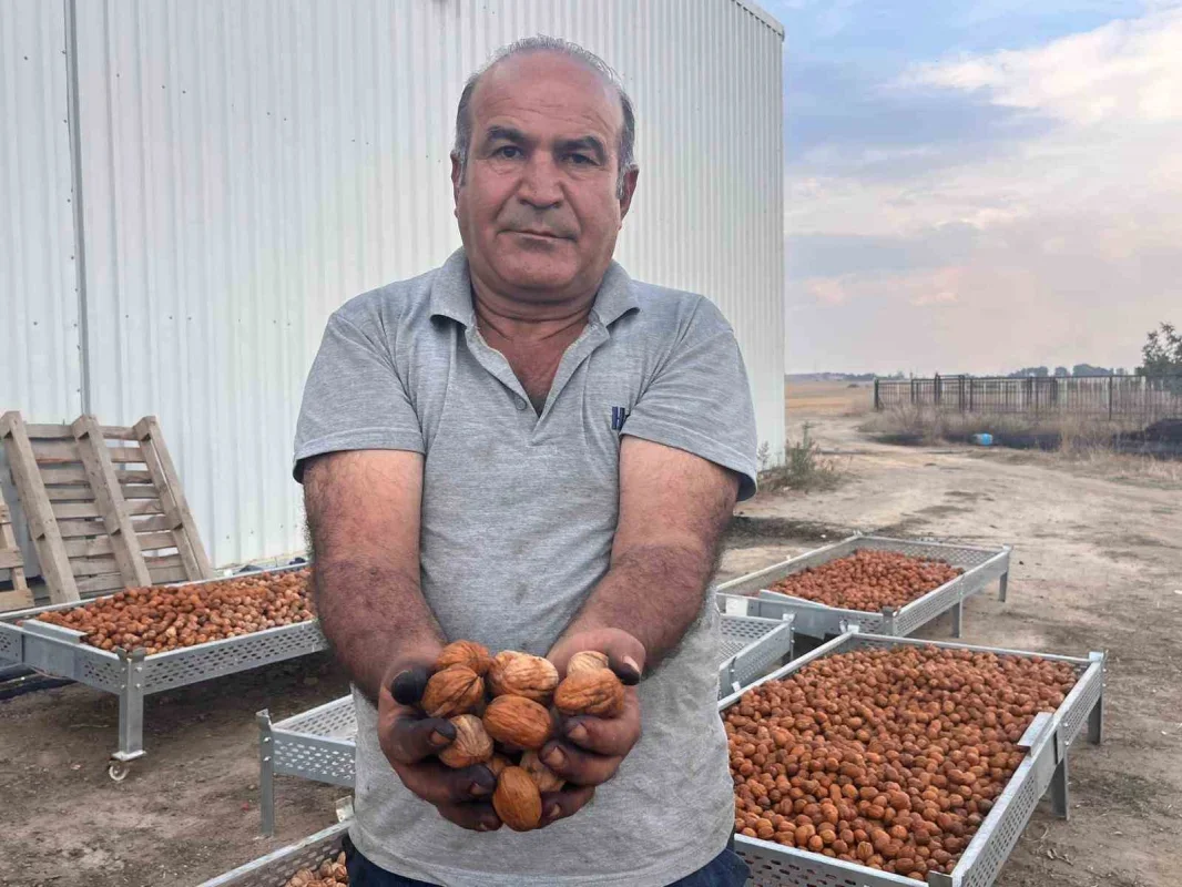 Hayrabolu'da ceviz hasadı başladı, 200 ton hedefi