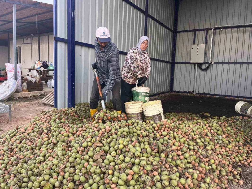 Hayrabolu'da ceviz hasadı başladı, 200 ton hedefi