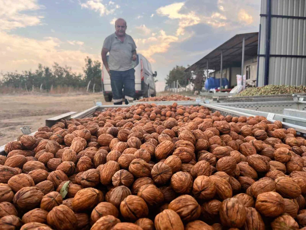 Hayrabolu'da ceviz hasadı başladı, 200 ton hedefi