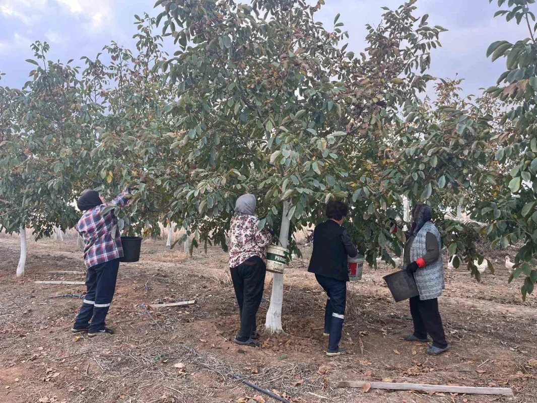 Hayrabolu'da ceviz hasadı başladı, 200 ton hedefi